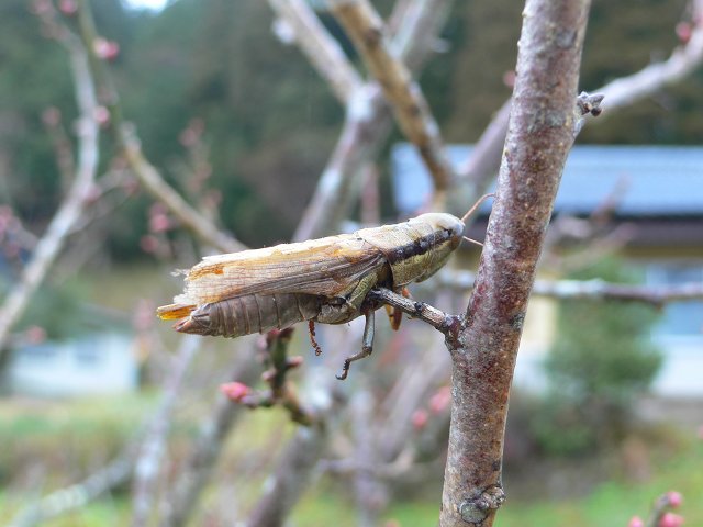 b0042882_12394250.jpg