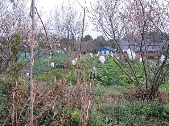 f0106692_8395147.jpg
