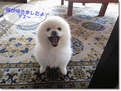 b0167519_22271562.gif