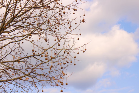c0239235_21553575.jpg
