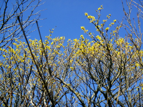 c0179351_17434151.jpg