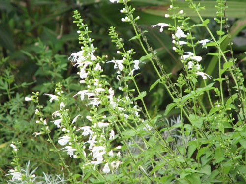 d0050472_1515538.jpg
