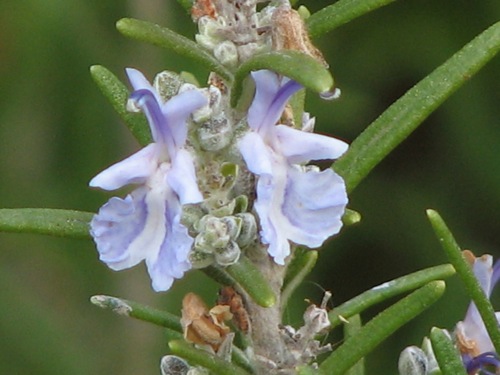 d0050472_201591.jpg