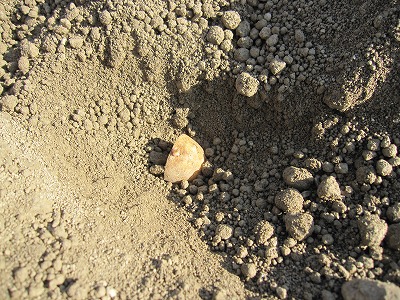e0098473_2357721.jpg