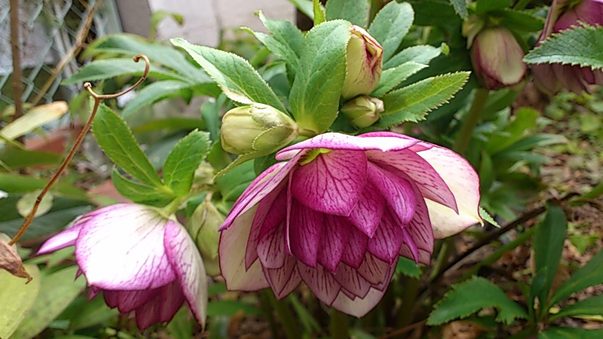 e0202385_211293.jpg