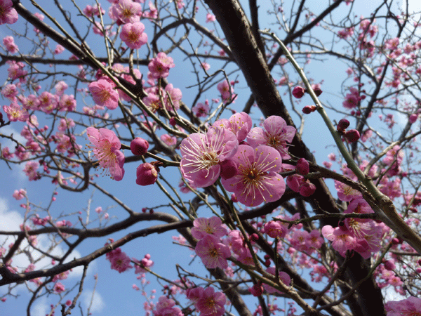 c0225153_15485286.gif