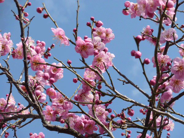 c0225153_15562282.gif