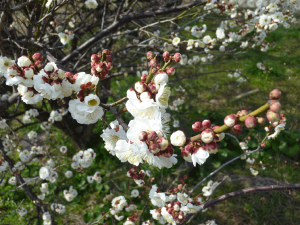 c0225153_164075.gif