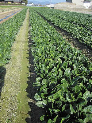e0098473_00347.jpg