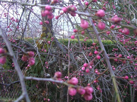 e0240973_2021835.jpg