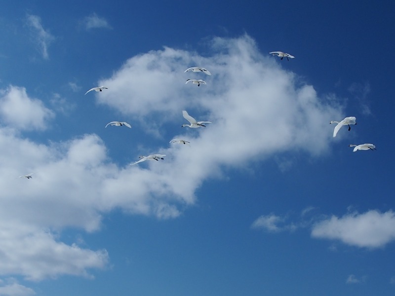 c0183777_10323145.jpg