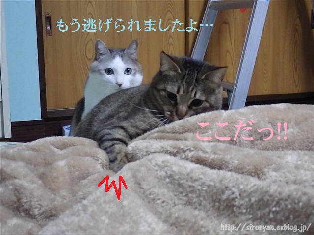 a0159490_1434176.jpg