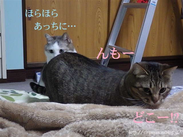 a0159490_1434355.jpg
