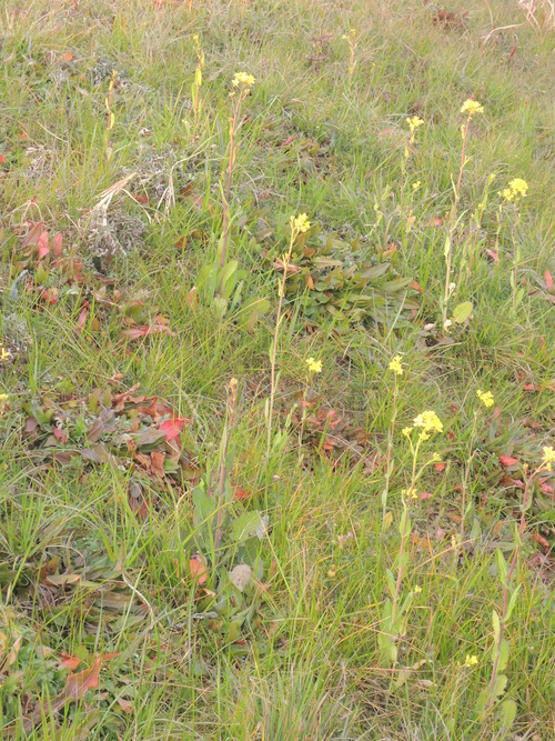 f0143299_3572367.jpg