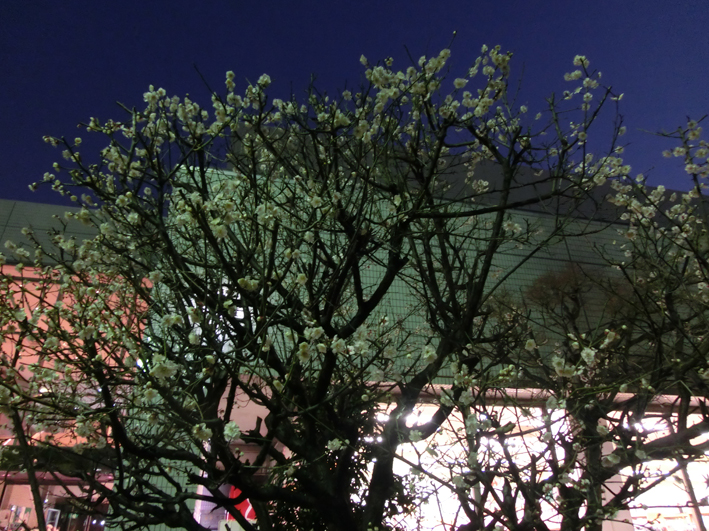 e0096346_1114425.jpg