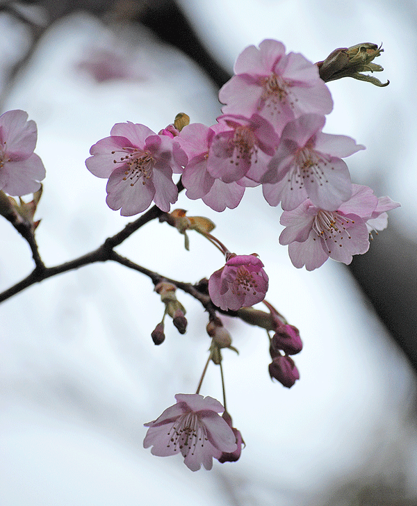 a0001354_23114799.gif