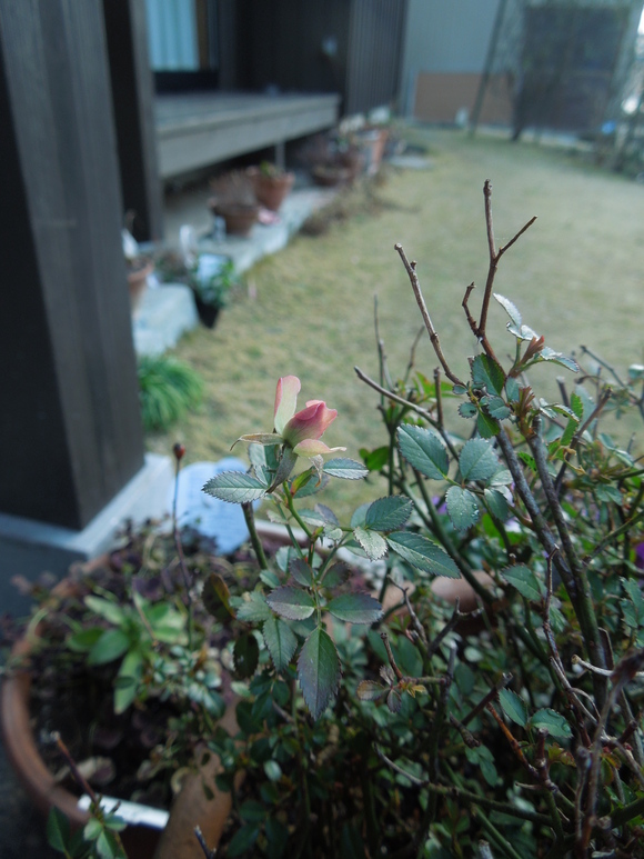 f0297809_131061.jpg