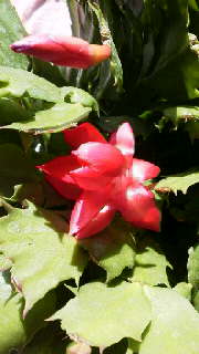 c0247314_14563865.jpg