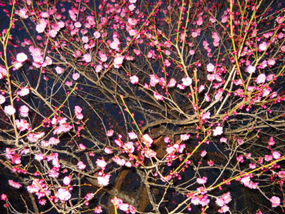 c0146127_17594141.gif