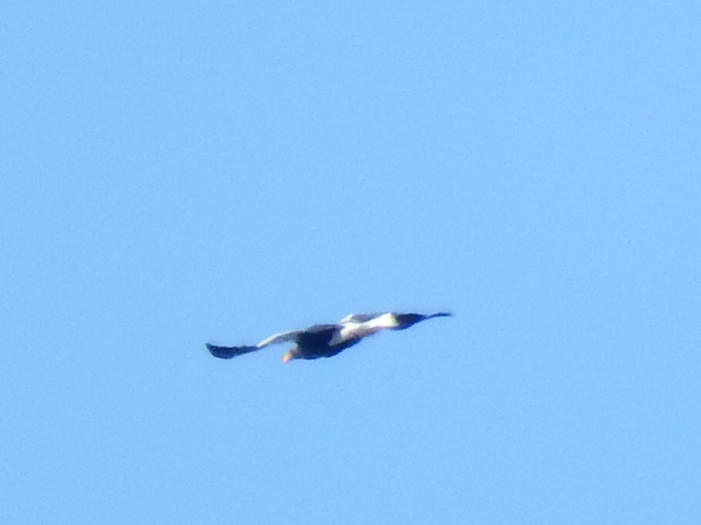 f0118332_21384495.jpg