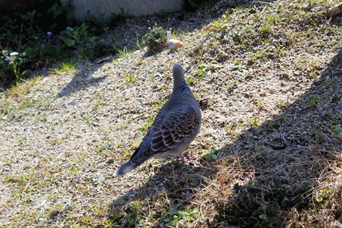 f0003174_11155042.gif