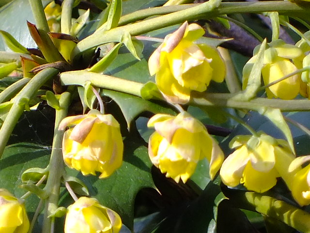 e0145782_1530468.jpg