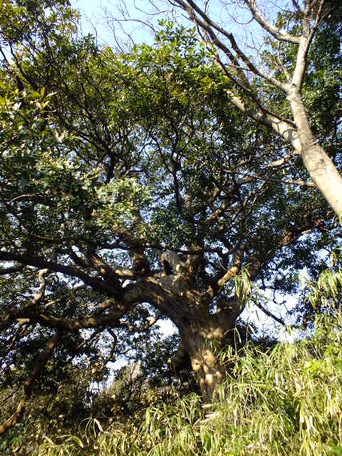 e0145782_15321234.jpg