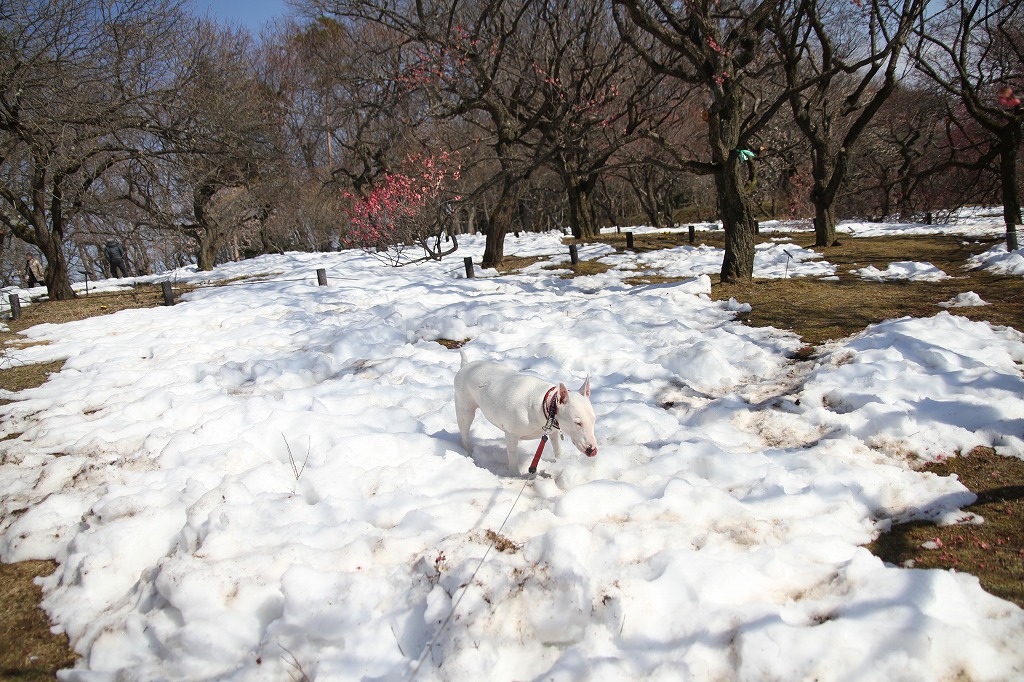 a0090292_2147196.jpg