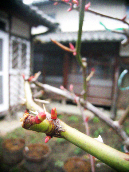 d0077603_1042420.jpg