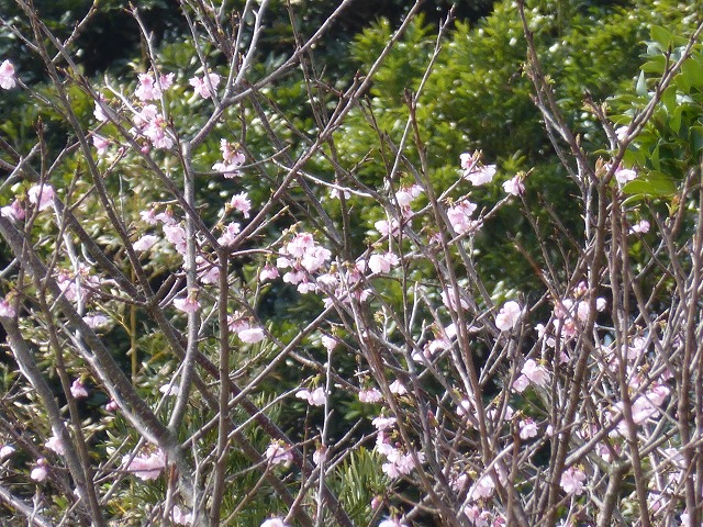 d0037110_2001214.jpg