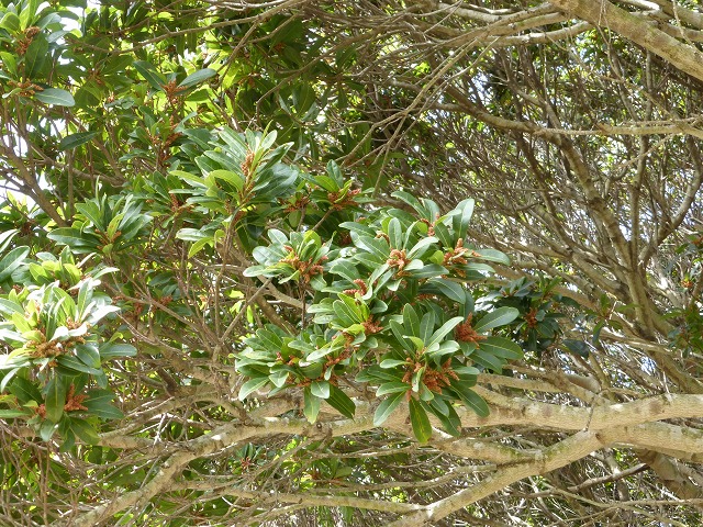 d0037110_2005146.jpg