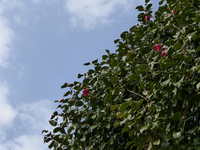 d0037110_2023017.jpg