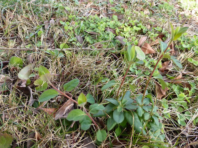 d0037110_2044191.jpg