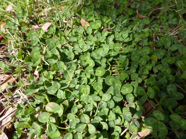 d0037110_2045541.jpg