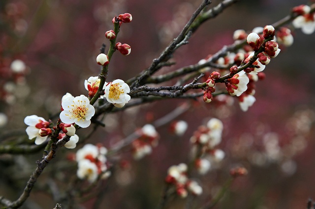 a0242438_231264.jpg