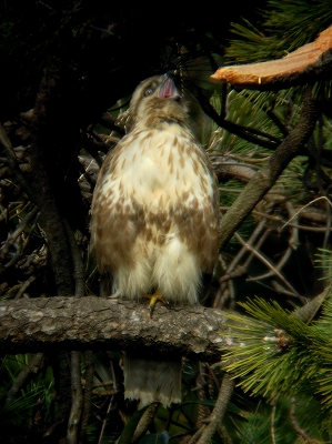 e0046474_14543442.jpg