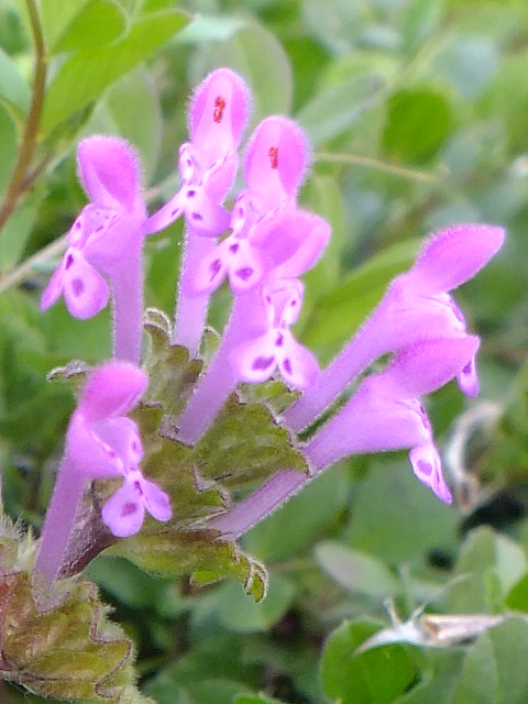 e0145782_1559437.jpg