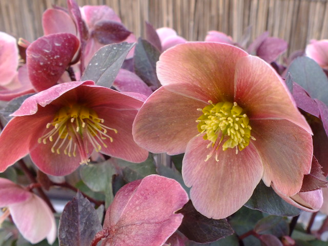 e0145782_1654189.jpg