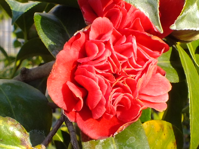 e0145782_1673831.jpg