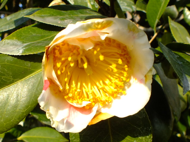 e0145782_169355.jpg