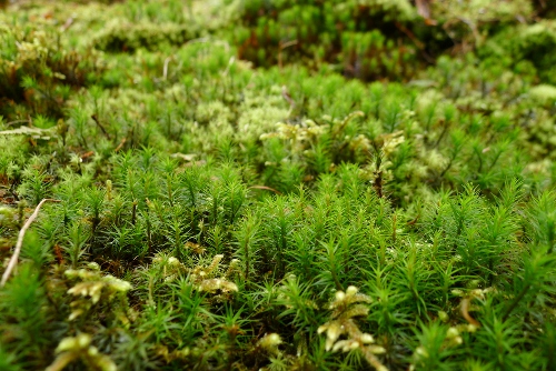 b0226089_1737127.jpg