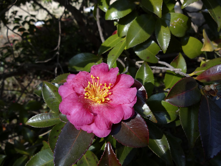 b0042837_4593598.jpg