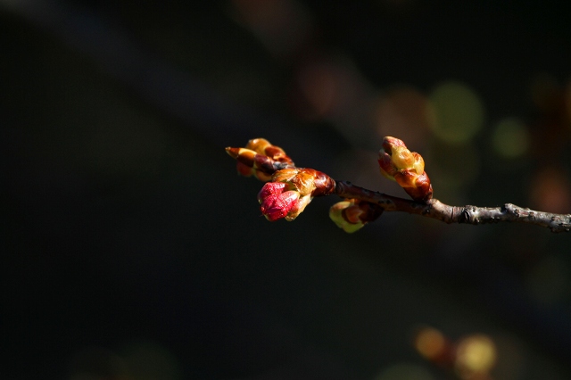 a0242438_19233531.jpg