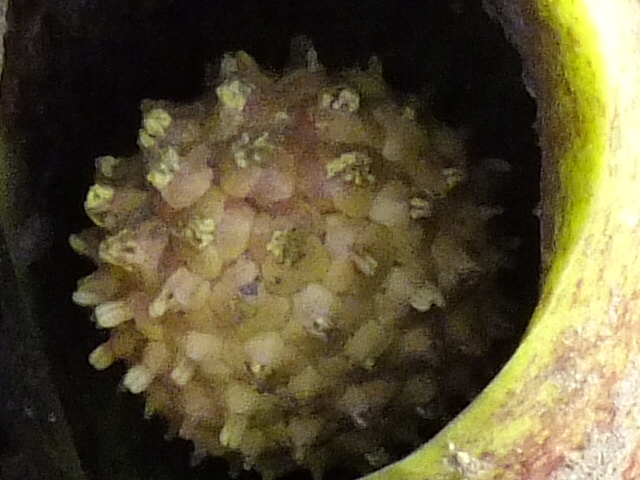 e0145782_10295439.jpg
