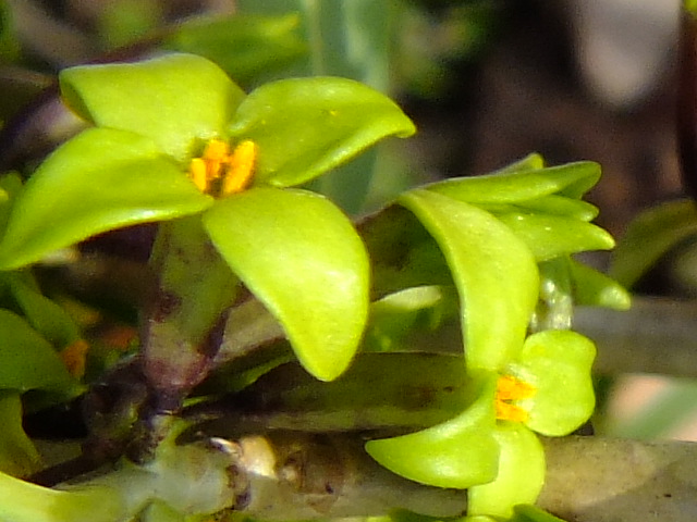 e0145782_10323041.jpg