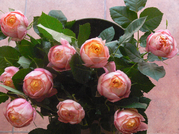 e0140986_187641.jpg