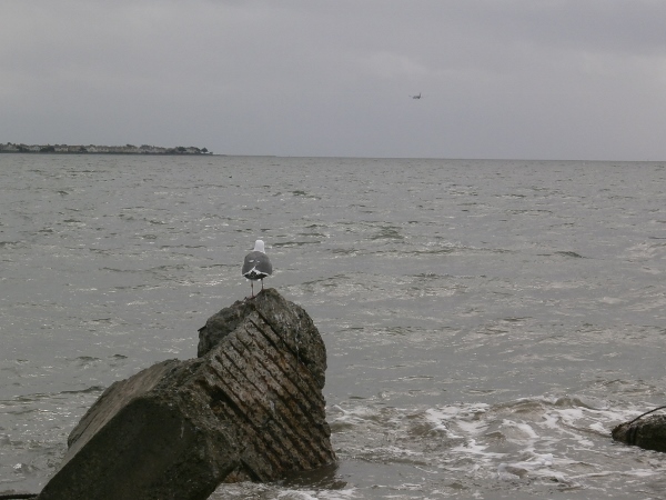 d0000995_16421175.jpg