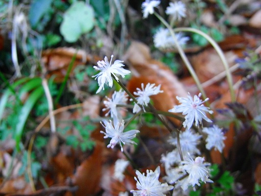f0187402_1852373.jpg