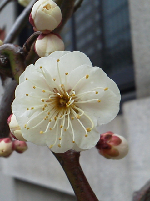 b0167733_15411662.jpg