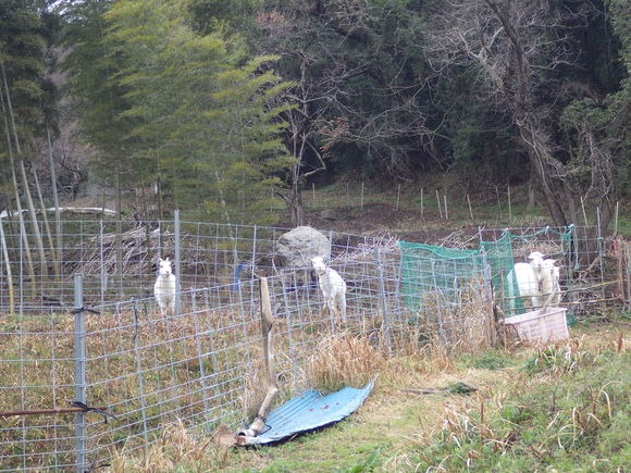 f0201157_1685176.jpg